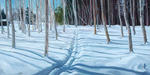 Ski Path Winter Birches